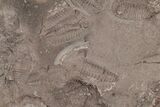 Ordovician Trilobite Mortality Plate (Pos/Neg) - Morocco #194112-3